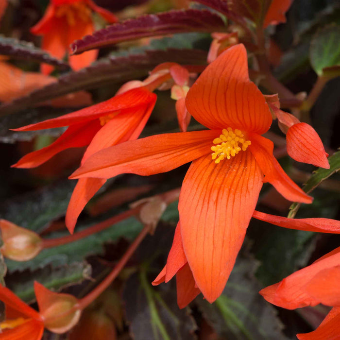 Begonia 'Starshine Bronze Papaya'