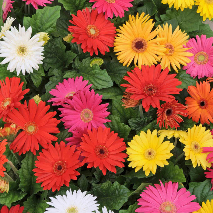 Gerbera 'Mega Revolution'