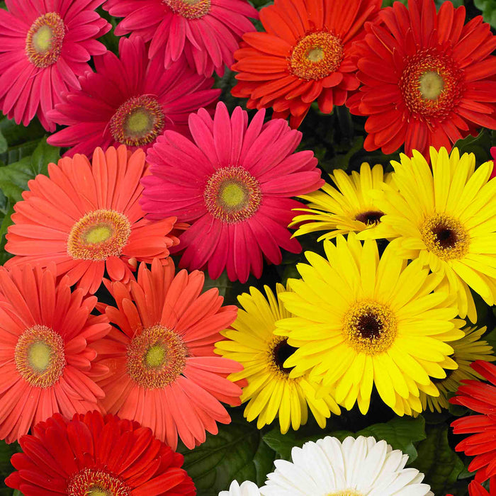 Gerbera 'Mega Revolution'