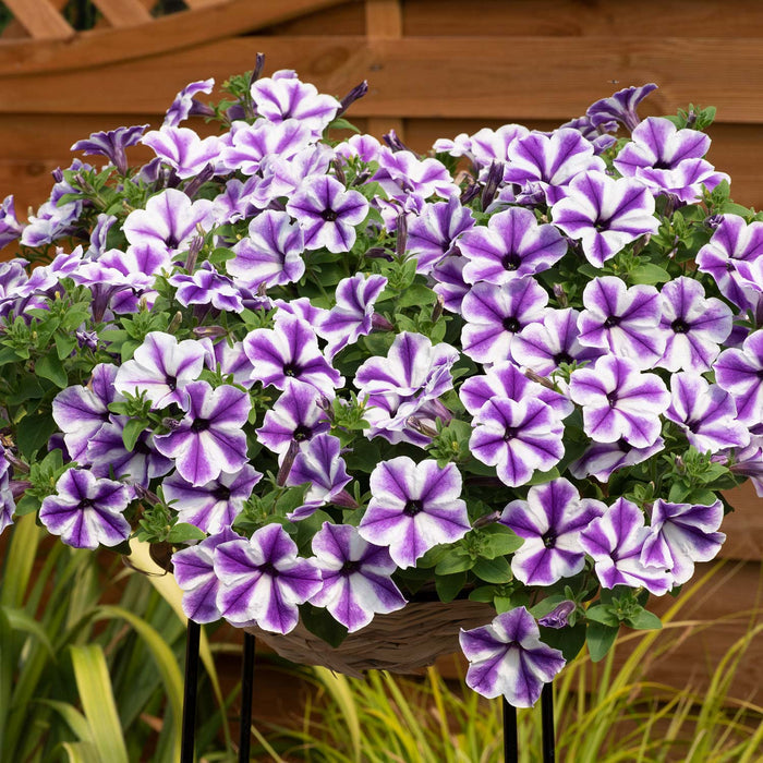 Petunia Surfinia 'Blue Lagoon Star'