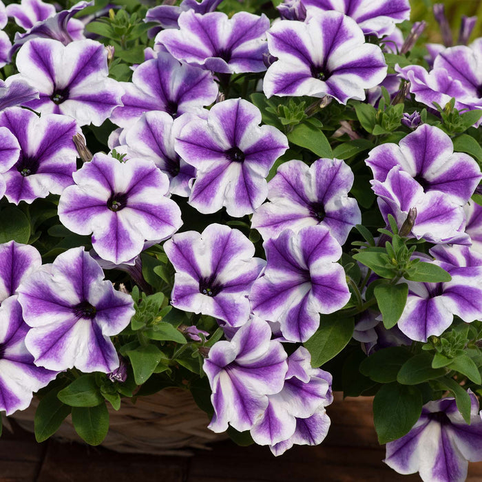 Petunia Surfinia 'Blue Lagoon Star'