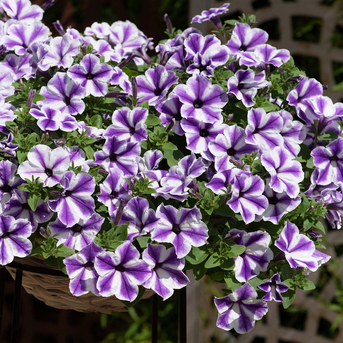 Petunia Surfinia 'Blue Lagoon Star'