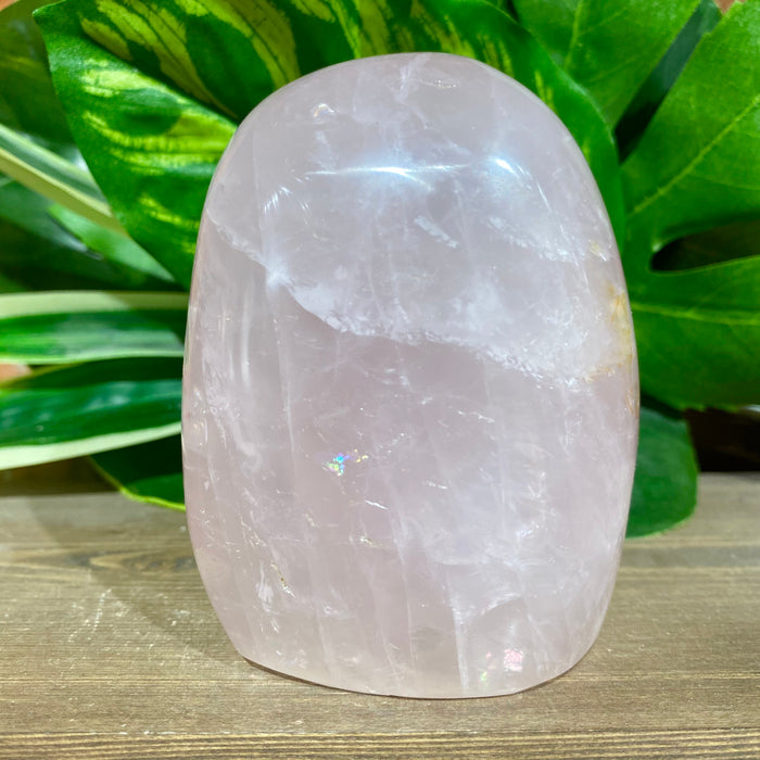 Rose Quartz Polished Free Form