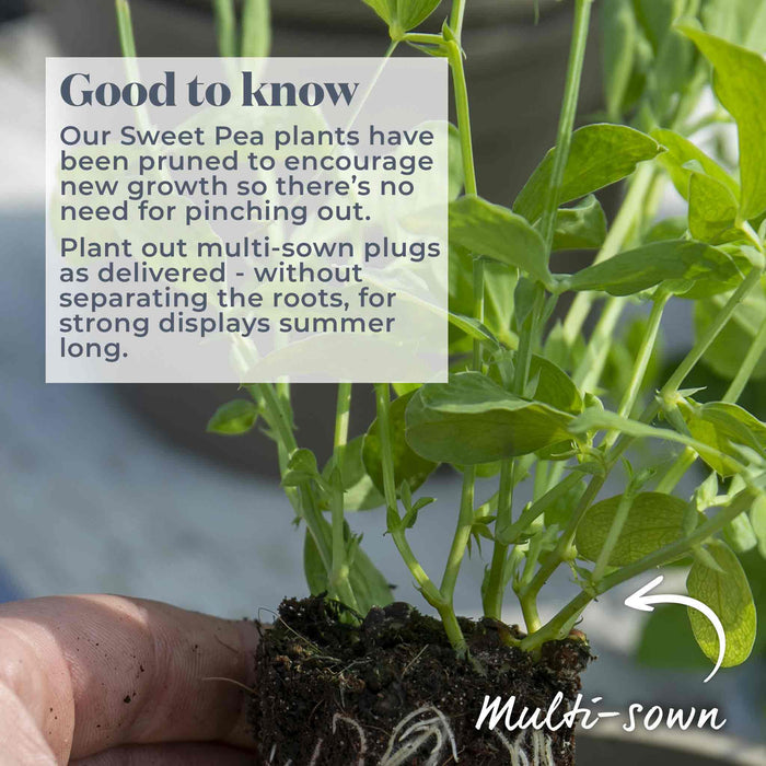 Hand holding a sweet pea plant with pruning advice text overlay
