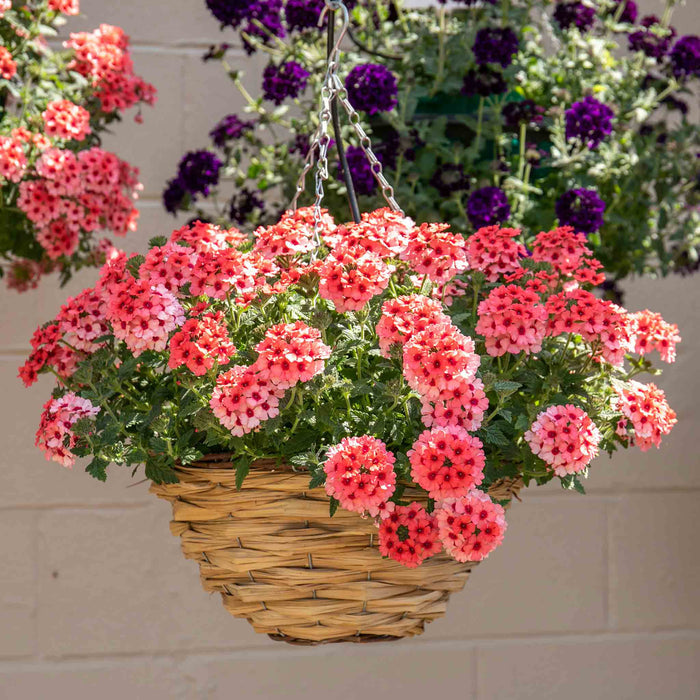 Verbena 'Showboat Mango' Orange